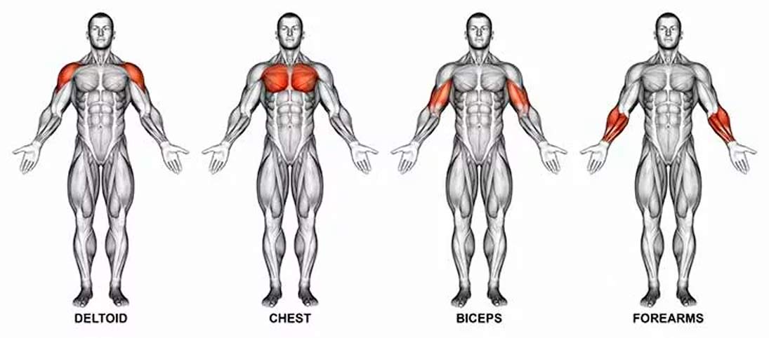 muscle map part 1