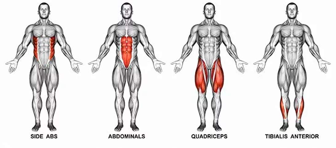 muscle map part 2