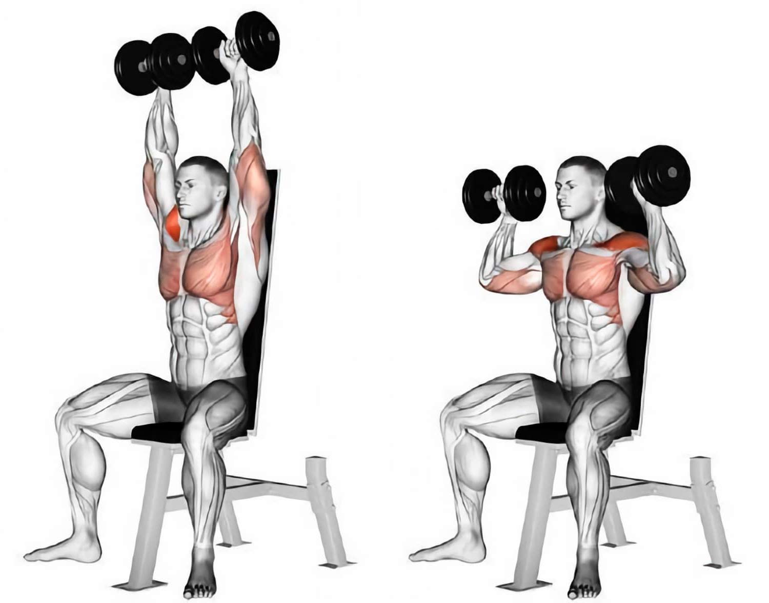 shoulder presses